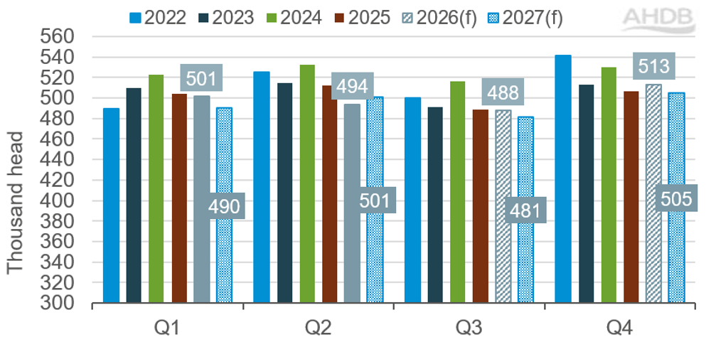 Bar chart showing actual and forecast UK prime cattle slaughter